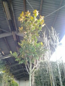 Beverboom (Magnolia Grandiflora 'Gallissoniere') -DIRECTPLANT Winkel magnolia grandiflora 2 1 1