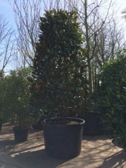 Magnolia (Magnolia Grandiflora 'Gallissoniere') -DIRECTPLANT Winkel magnolia grandiflora 350 400 extra breed 1