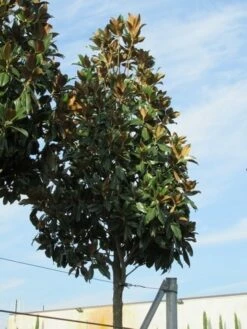 Beverboom (Magnolia Grandiflora 'Gallissoniere') -DIRECTPLANT Winkel magnolia grandiflora galissoniere