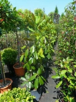 Magnolia (Magnolia Grandiflora 'Gallissoniere') -DIRECTPLANT Winkel magnolia grandiflora gallisoniere 100 125