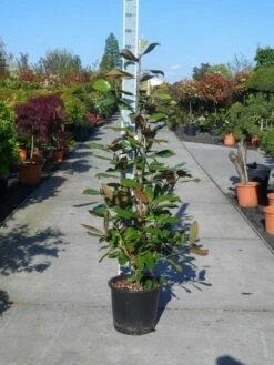 Magnolia (Magnolia Grandiflora 'Gallissoniere') -DIRECTPLANT Winkel magnolia grandiflora gallisoniere 125 150 c25 1