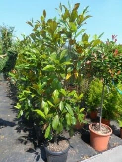 Magnolia (Magnolia Grandiflora 'Gallissoniere') -DIRECTPLANT Winkel magnolia grandiflora gallisoniere 150 175 200 cont