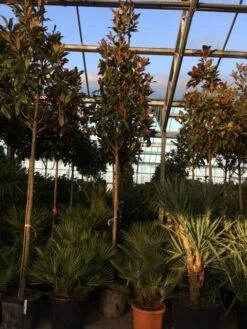 Beverboom (Magnolia Grandiflora 'Gallissoniere') -DIRECTPLANT Winkel magnolia grandiflora gallisoniere 16 18ho cont 1