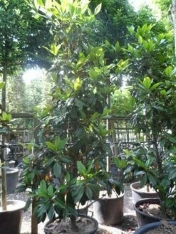 Magnolia (Magnolia Grandiflora 'Gallissoniere') -DIRECTPLANT Winkel magnolia grandiflora gallisoniere 250 300 c150 1