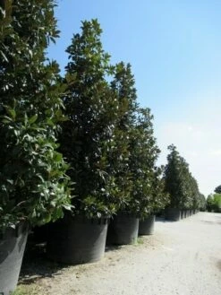 Magnolia (Magnolia Grandiflora 'Gallissoniere') -DIRECTPLANT Winkel magnolia grandiflora gallisoniere 2 1