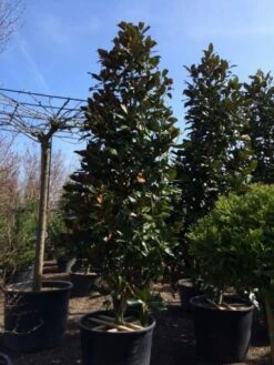 Magnolia (Magnolia Grandiflora 'Gallissoniere') -DIRECTPLANT Winkel magnolia grandiflora gallisoniere 350 400 450