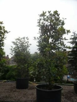 Magnolia (Magnolia Grandiflora 'Gallissoniere') -DIRECTPLANT Winkel magnolia grandiflora gallisoniere 350 400 450 c1000 1