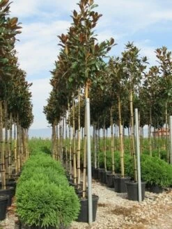 Beverboom (Magnolia Grandiflora 'Gallissoniere')