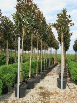 Beverboom (Magnolia Grandiflora 'Gallissoniere') -DIRECTPLANT Winkel magnolia grandiflora gallisoniere 8 10 2 1