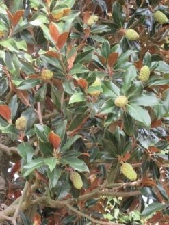 Magnolia (Magnolia Grandiflora 'Gallissoniere') -DIRECTPLANT Winkel magnolia grandiflora gallisoniere 1