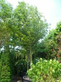 Beverboom (Magnolia Kobus) -DIRECTPLANT Winkel magnolia kobus 150stam c500 35 40 50