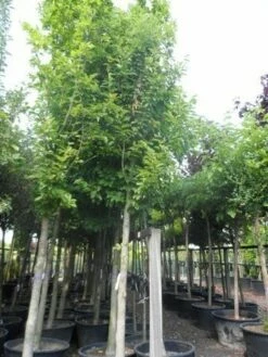 Beverboom (Magnolia Kobus) -DIRECTPLANT Winkel magnolia kobus 25 30ho c285