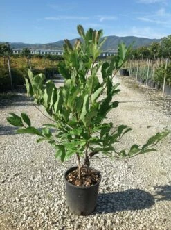 Beverboom Als Struik (Magnolia Loebneri 'Merrill') -DIRECTPLANT Winkel magnolia loebneri merril