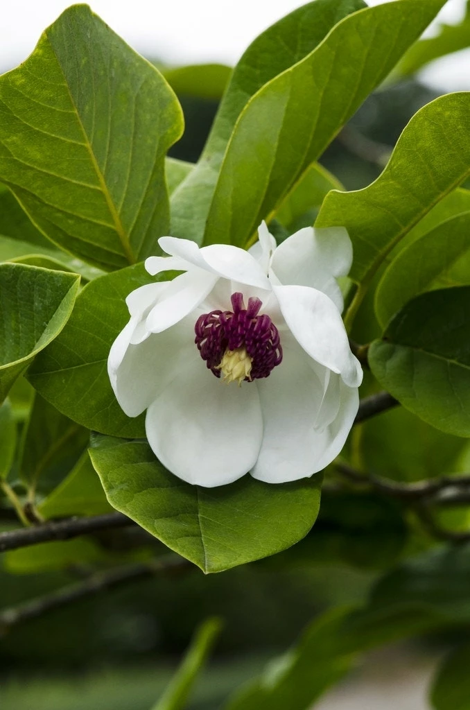 Beverboom (Magnolia Sieboldii) 3 Beverboom (Magnolia Sieboldii)