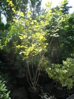 Beverboom (Magnolia Sieboldii) -DIRECTPLANT Winkel magnolia sieboldii 175 200 c25 1