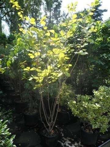 Beverboom (Magnolia Sieboldii) 7 Beverboom (Magnolia Sieboldii) - Afbeelding 5