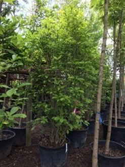 Beverboom (Magnolia Soulangeana) 18 Beverboom (Magnolia Soulangeana) -DIRECTPLANT Winkel magnolia soulangeana 300cm c130 1 1