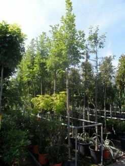 Beverboom (Magnolia Soulangeana Als Boom) -DIRECTPLANT Winkel magnolia soulangeana 8 10 12ho cont