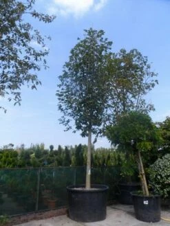 Beverboom (Magnolia Soulangeana Als Boom) -DIRECTPLANT Winkel magnolia soulangeana alba superba 40 50ho c1000