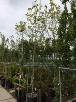 Beverboom (Magnolia Soulangeana Als Boom) -DIRECTPLANT Winkel magnolia soulangeana boom 14 16cm