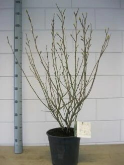 Stermagnolia (Magnolia Stellata) 33 Stermagnolia (Magnolia Stellata) -DIRECTPLANT Winkel magnolia stellata c7 november 1 1
