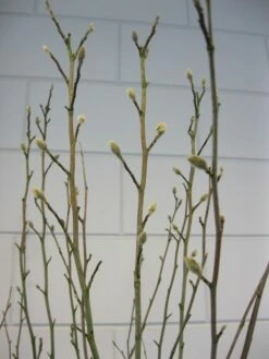 Stermagnolia (Magnolia Stellata) 32 Stermagnolia (Magnolia Stellata) -DIRECTPLANT Winkel magnolia stellata c7 november 4 1