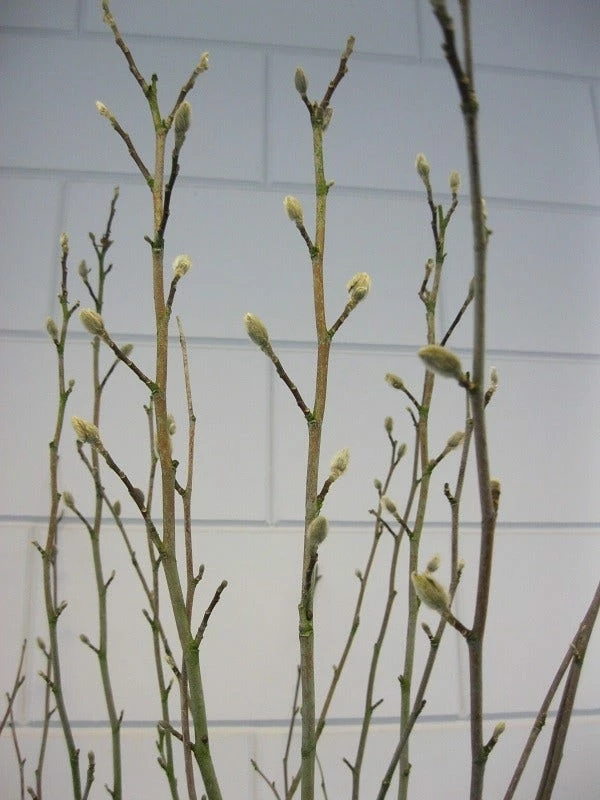 Stermagnolia (Magnolia Stellata) 13 Stermagnolia (Magnolia Stellata) - Afbeelding 11