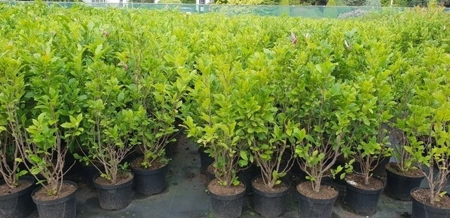 Beverboom, Struik (Magnolia Susan) 14 Beverboom, Struik (Magnolia Susan) - Afbeelding 12