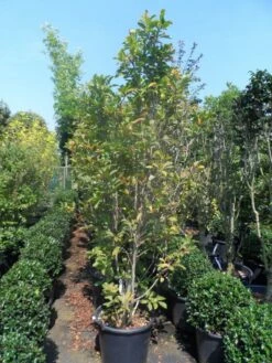 Beverboom, Struik (Magnolia Susan) 20 Beverboom, Struik (Magnolia Susan) -DIRECTPLANT Winkel magnolia susan 175 200 c50