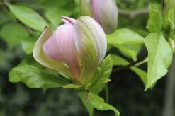 Beverboom (Magnolia Brooklynensis 'Woodsman')