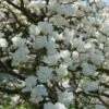 Beverboom (Magnolia Denudata) -DIRECTPLANT Winkel magnoliadenudatav1