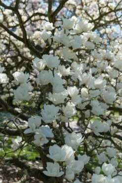 Beverboom (Magnolia Denudata)