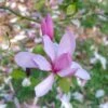 Beverboom (Magnolia 'Galaxy') -DIRECTPLANT Winkel magnoliagalaxyvi 1