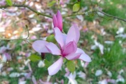 Beverboom (Magnolia 'Galaxy')