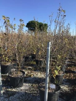 Beverboom (Magnolia 'Genie') -DIRECTPLANT Winkel magnoliagenie02