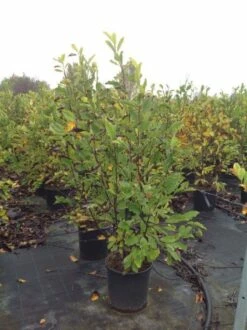 Beverboom (Magnolia Loebneri 'Leonard Messel') -DIRECTPLANT Winkel magnolialeonardmessel02