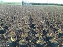 Beverboom (Magnolia Loebneri 'Leonard Messel') -DIRECTPLANT Winkel magnolialeonardmessel03