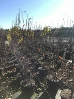 Roze Stermagnolia (Magnolia Stellata 'Rosea') 5 Roze Stermagnolia (Magnolia Stellata 'Rosea') -DIRECTPLANT Winkel magnoliastellatarosea01