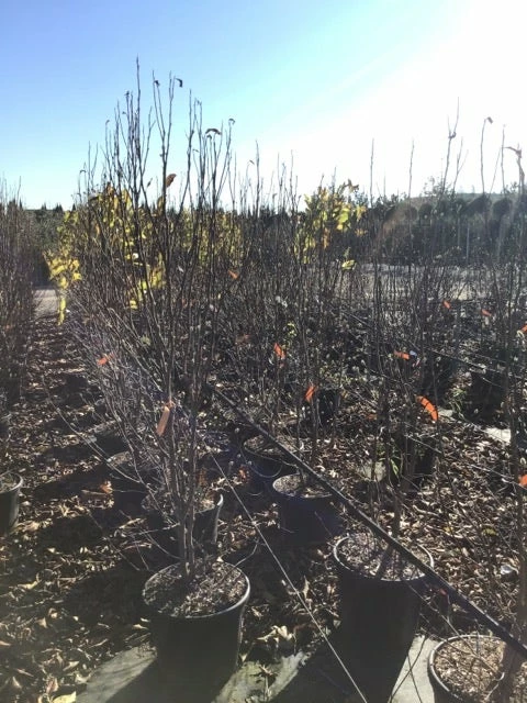 Roze Stermagnolia (Magnolia Stellata 'Rosea') 4 Roze Stermagnolia (Magnolia Stellata 'Rosea') - Afbeelding 2