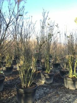 Meerstammige Beverboom (Magnolia 'Susan') 6 Meerstammige Beverboom (Magnolia 'Susan') -DIRECTPLANT Winkel magnoliasusanmeerstammig