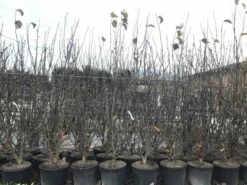 Beverboom, Struik (Magnolia Susan) 27 Beverboom, Struik (Magnolia Susan) -DIRECTPLANT Winkel magnoliasusanwinter