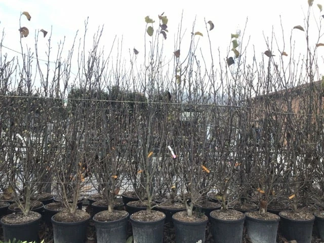 Beverboom, Struik (Magnolia Susan) 15 Beverboom, Struik (Magnolia Susan) - Afbeelding 13