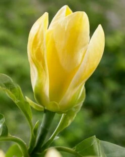 Beverboom (Magnolia Brooklynensis 'Yellow Bird')