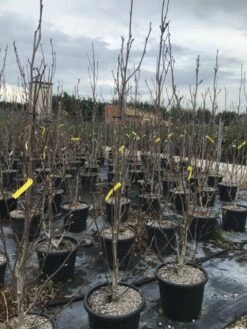 Beverboom (Magnolia Brooklynensis 'Yellow Bird') -DIRECTPLANT Winkel magnoliayellowbird02 1