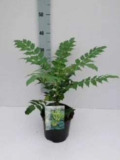 Chinese Mahoniestruik (Mahonia Bealei) -DIRECTPLANT Winkel mahonia 3 6 1
