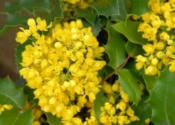 Mahoniestruik (Mahonia Aquifolium 'Apollo') -DIRECTPLANT Winkel mahonia apollo bloei