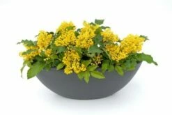 Mahoniestruik (Mahonia Aquifolium 'Apollo') -DIRECTPLANT Winkel mahonia apollo toepassing