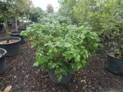 Mahoniestruik (Mahonia Aquifolium 'Apollo') -DIRECTPLANT Winkel mahonia aquifolium apollo c130