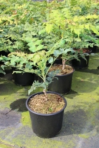 Chinese Mahoniestruik (Mahonia Bealei) 5 Chinese Mahoniestruik (Mahonia Bealei) - Afbeelding 3