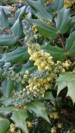 Mahoniestruik (Mahonia Japonica) -DIRECTPLANT Winkel mahonia japonica 1
